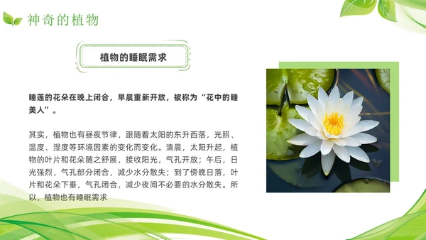 植物介绍简约绿色树叶花卉线条知识科普