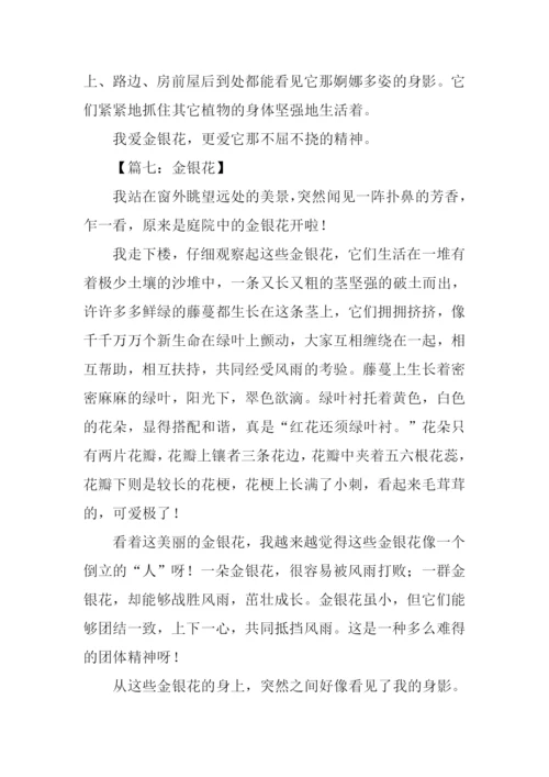 写金银花的作文600字.docx