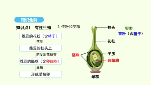 7.1.1植物的生殖课件-人教版生物八年级下册(共33张PPT)