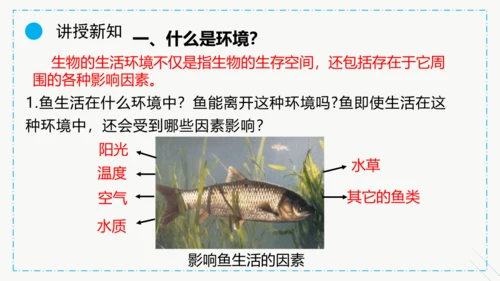 1.2.1生物与环境的关系课件2023--2024学年人教版生物七年级上册(共30张PPT)