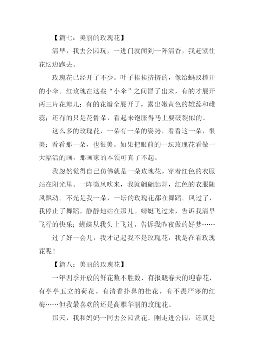 美丽的玫瑰花作文300字.docx