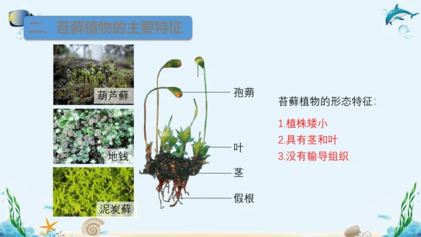 人教版七年级生物上册3.1《生物圈中有哪些绿色植物》复习课件（含25张ppt）