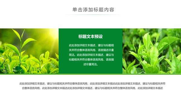 清新茶文化采茶茶道茶艺茶文化PPT模板