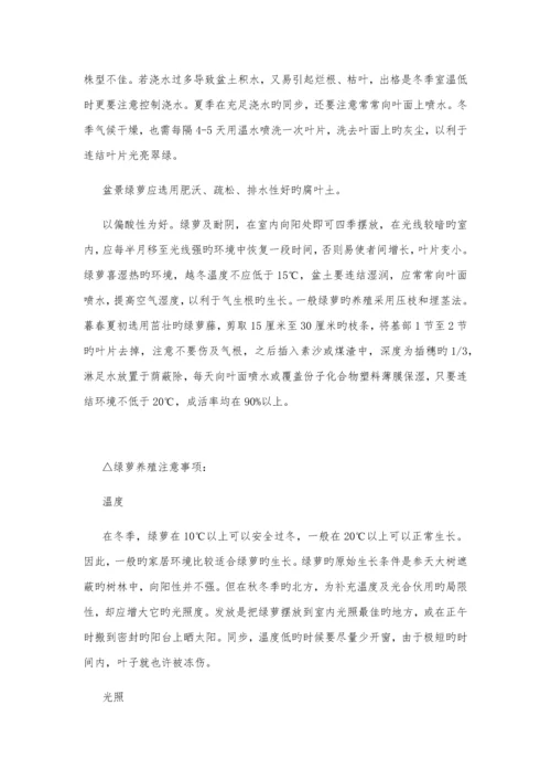 办公室绿植养殖方法及注意关键事项.docx