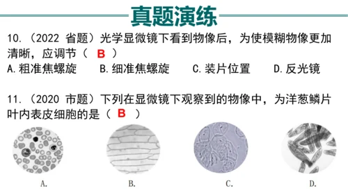 七上 第二单元生物体的结构层次-复习课件(共35张PPT)
