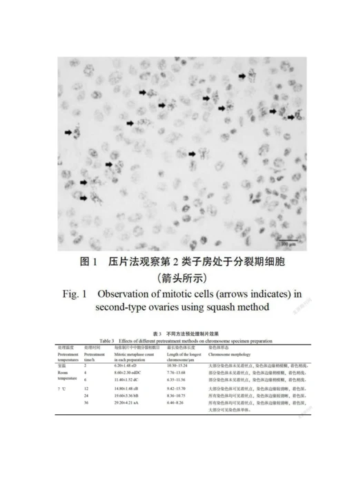 以子房为材料制备烟草染色体标本的方法.docx