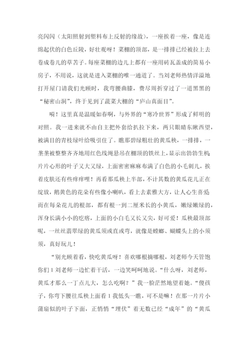小学社会实践活动报告.docx