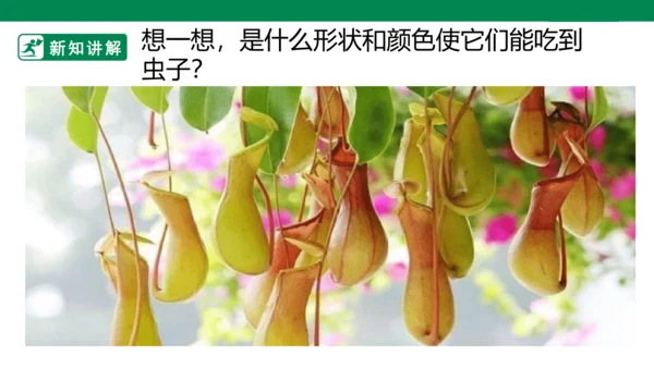 第二课《吃虫草》课件