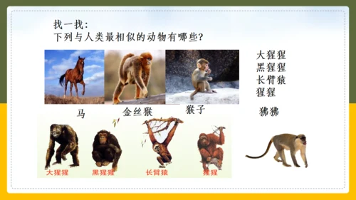 人类的起源和进化生物课通用PPT课件