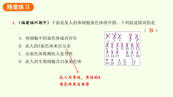 7.2.4人的性别遗传-八年级生物人教版下学期同步精品课件(共28张PPT)