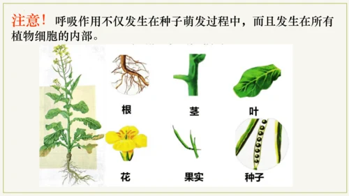 3.5.2 绿色植物的呼吸作用（课件）七年级生物上学期（人教版）(共32张PPT)