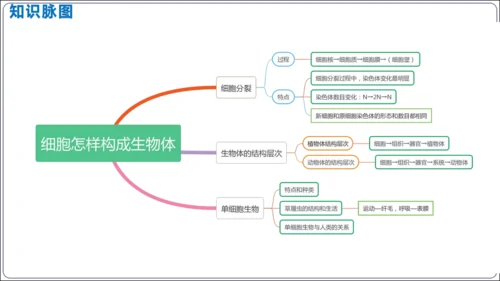 【2023秋人教七上生物期中复习考点梳理串讲+临考押题】第二章 细胞怎样构成生物体（串讲课件）(共2