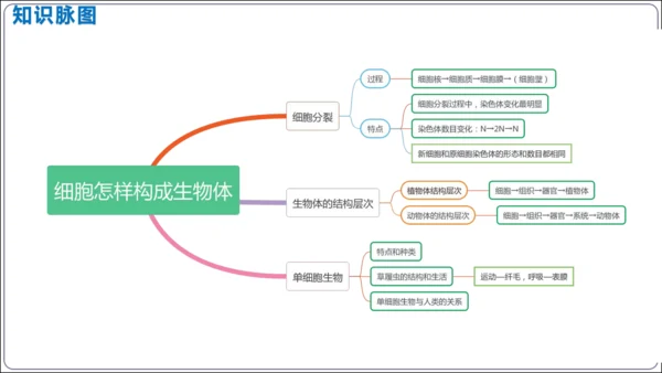 【2023秋人教七上生物期中复习考点梳理串讲+临考押题】第二章 细胞怎样构成生物体（串讲课件）(共2