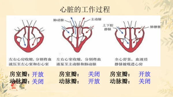 初中生物学>人教版（新课程标准）七年级下册4.4.3 输送血液的泵──心脏课件(共23张PPT)