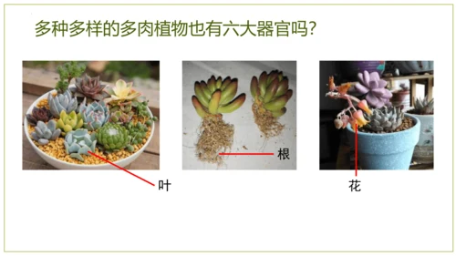 2.2.3植物体的结构层次 【说课课件】2023--2024学年人教版生物七年级上册(共42张PPT