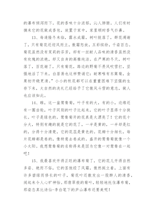 描写菊花的优美句子.docx