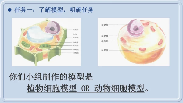 综合实践项目1制作细胞模型（课件）（人教版2024）-【跨学科实践】七年级生物上册跨学科实践备课包（