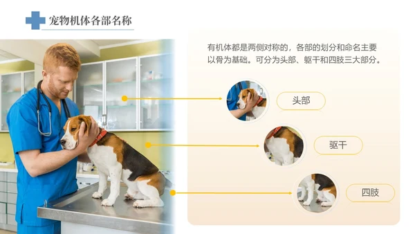 实拍风宠物解剖生理宠物解剖生理讲座PPT