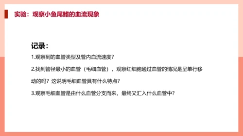 血流的管道，血管课件PPT模板.ppt