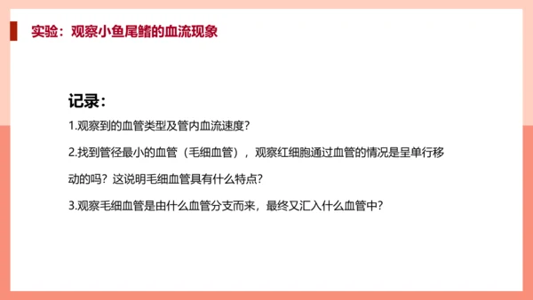 血流的管道，血管课件PPT模板.ppt