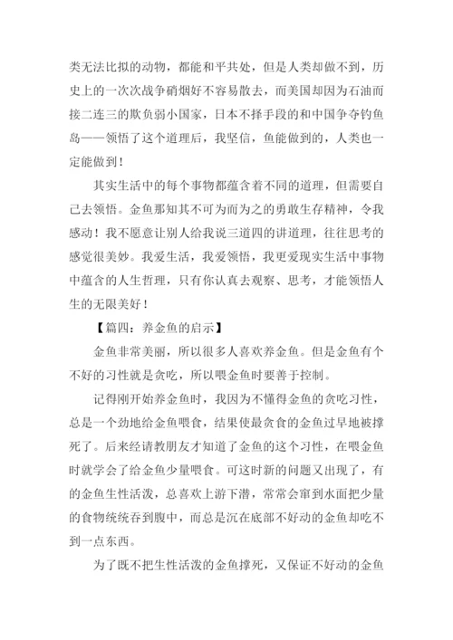 养金鱼的启示作文.docx