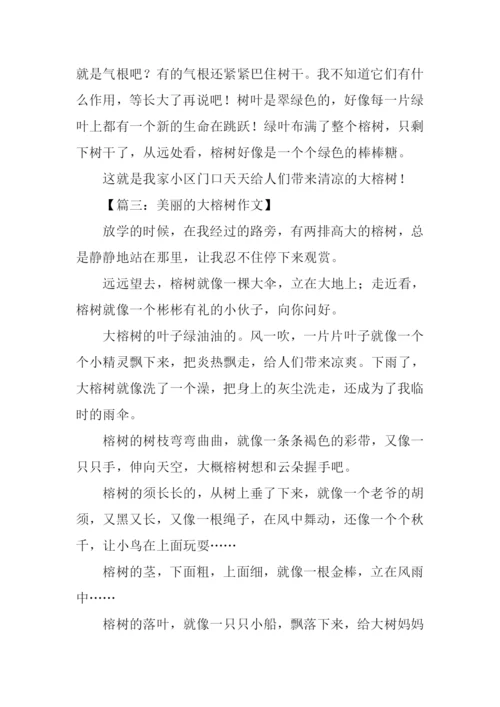 描写大榕树的作文.docx