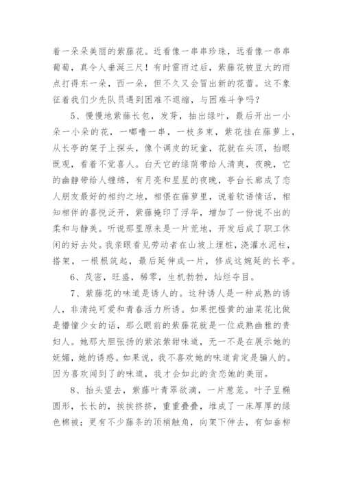 描写紫藤花的句子.docx