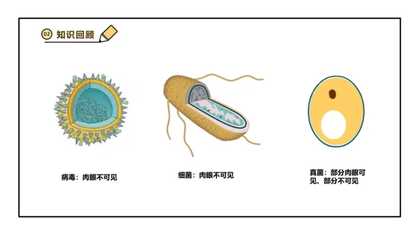 人教版生物八上 5.6 微生物与人类、自然界的关系(共29张PPT)