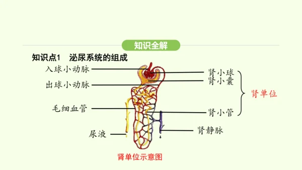 第四单元-第五章-人体内废物的排出课件-2024-2025学年七年级生物下学期人教版(2024)(共
