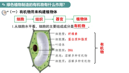 3.4 绿色植物是生物圈中有机物的制造者 课件 七年级生物上学期（人教版）(共27张PPT)