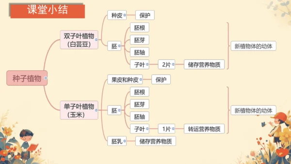 人教版（2024）七年级上册2.1.2种子植物(共20张PPT)+视频素材