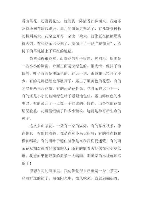 春天的山茶花作文600字.docx