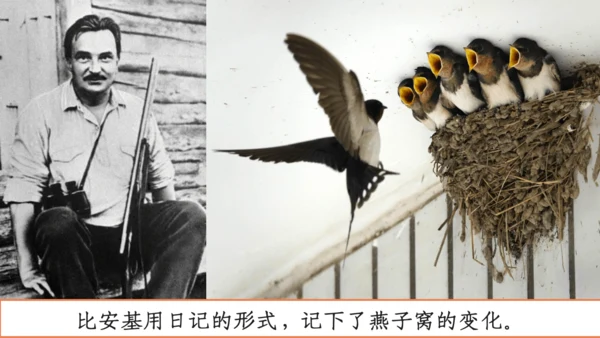 【四上课件】习作三：写观察日记