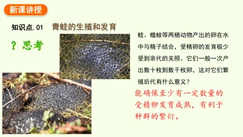 7.1.3两栖动物的生殖和发育-八年级生物人教版下学期同步精品课件(共31张PPT)