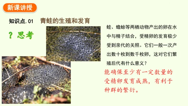 7.1.3两栖动物的生殖和发育-八年级生物人教版下学期同步精品课件(共31张PPT)