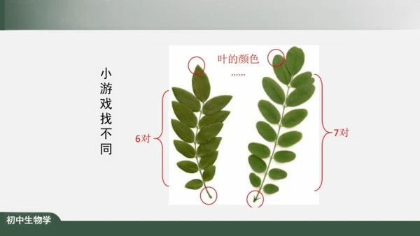 1.1.2 调查我们身边的生物 课件（共19张PPT）