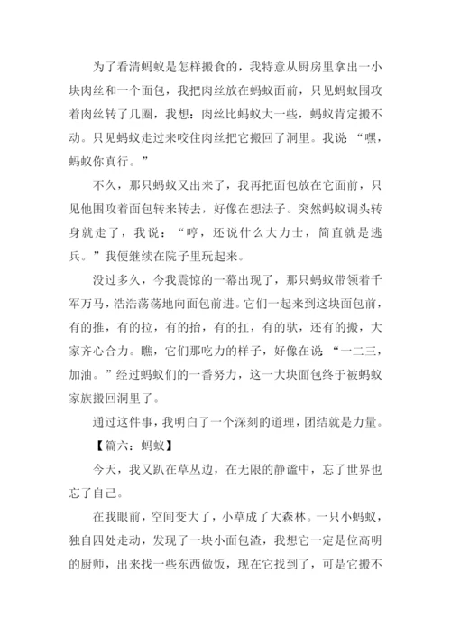 关于蚂蚁的作文500字.docx