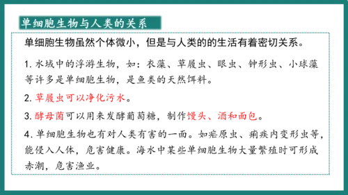 第一单元第三章从细胞到生物体（复习课件）-七年级生物上册同步教学精制课件（人教版2024）(共44张