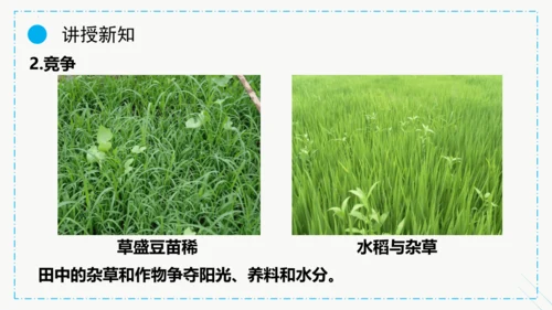 1.2.1生物与环境的关系课件2023--2024学年人教版生物七年级上册(共30张PPT)