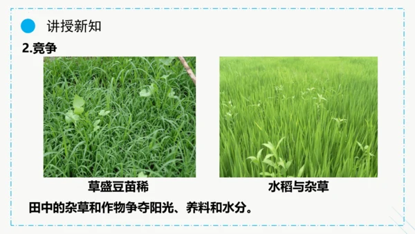 1.2.1生物与环境的关系课件2023--2024学年人教版生物七年级上册(共30张PPT)