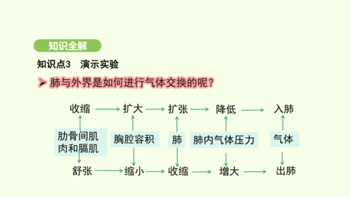 第四单元-第三章-第二节-发生在肺内的气体交换（第1课时）课件-2024-2025学年七年级生物下学