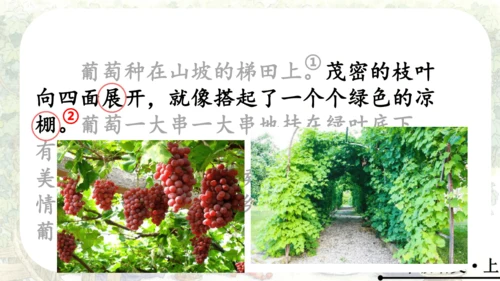 11 葡萄沟   公开课   课件