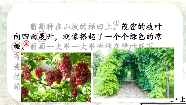 11 葡萄沟   公开课   课件