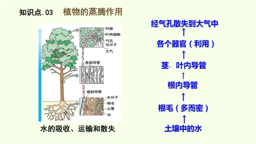 3.2.1水的利用与散失-七年级生物下学期同步精品课件（2024人教版）(共32张PPT)