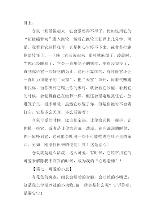 写小动物的作文500字.docx