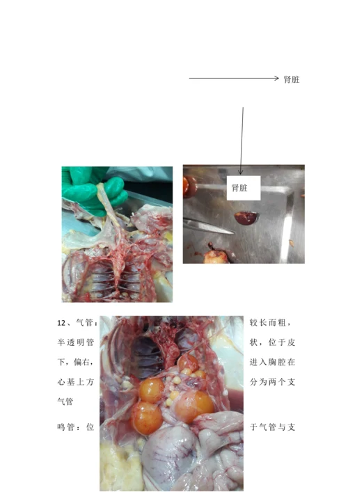 2023年鸡的解剖实验报告.docx