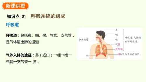 4.3.1 呼吸道对空气的处理-七年级生物下学期同步精品课件（2024人教版）(共26张PPT)