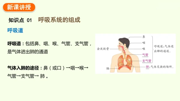 4.3.1 呼吸道对空气的处理-七年级生物下学期同步精品课件（2024人教版）(共26张PPT)