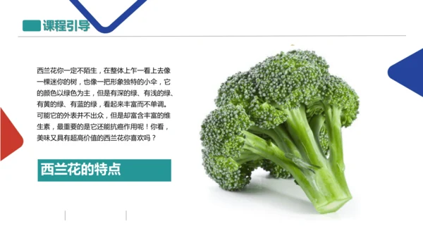 各式各样的蔬菜