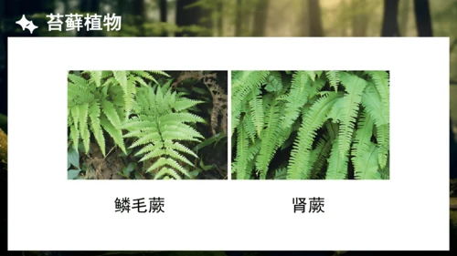 3.1.1 藻类、苔藓和蕨类植物 课件 人教版生物七年级上册(共27张PPT)